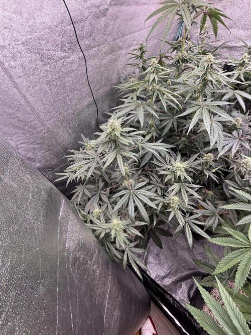 CIP KUSH. Week 8