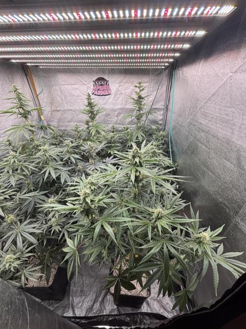 CIP KUSH. Week 8