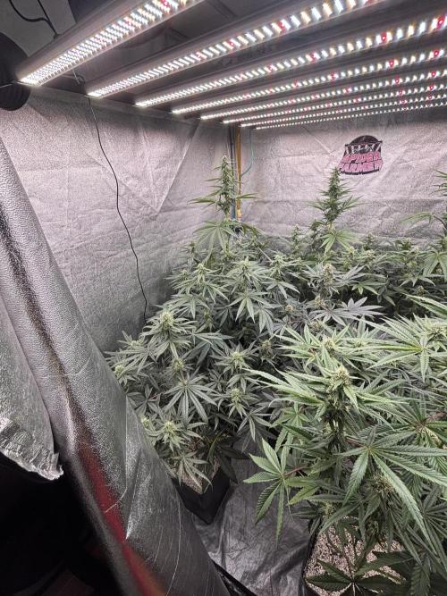 CIP KUSH. Week 8