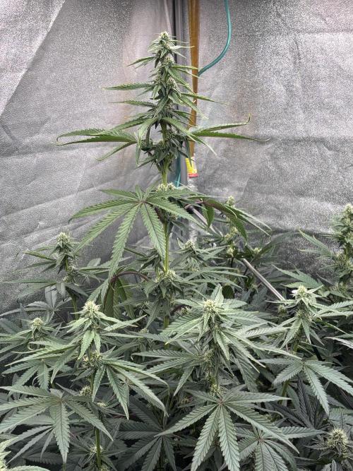 CIP KUSH. Week 8