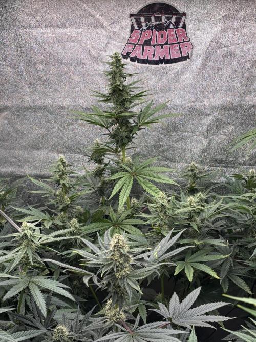 CIP KUSH. Week 8