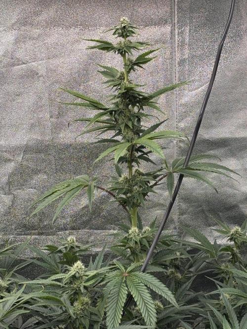 CIP KUSH. Week 8