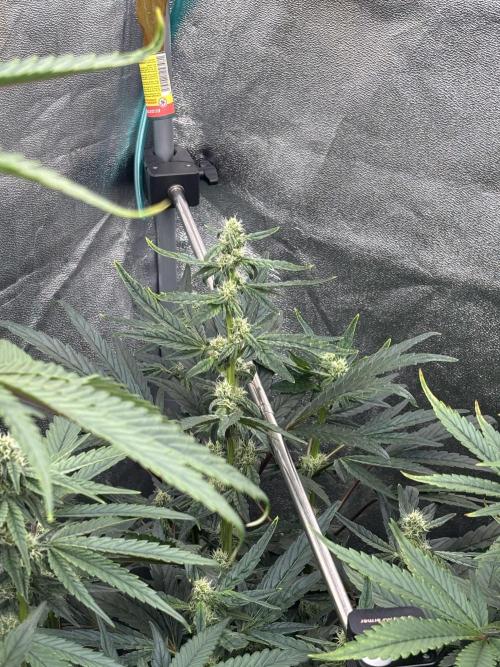 CIP KUSH. Week 8