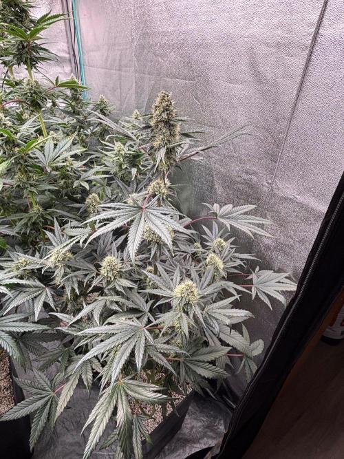 CIP KUSH. Week 9