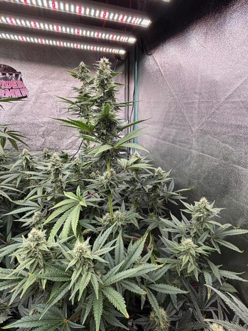 CIP KUSH. Week 9