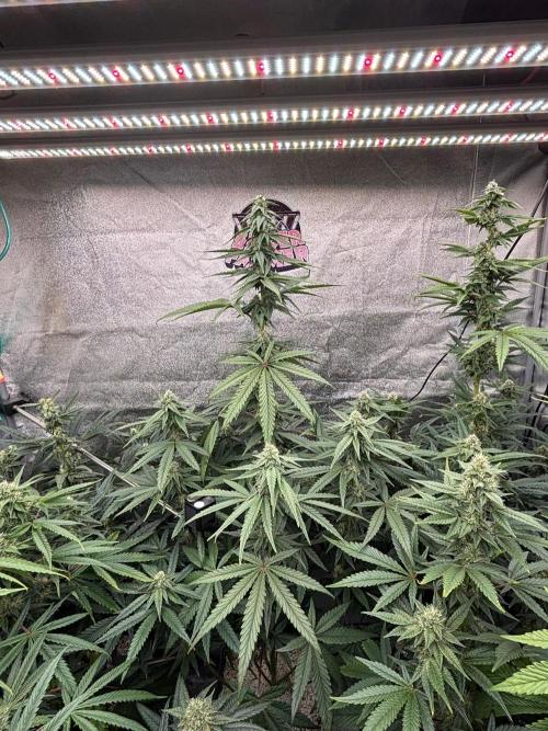 CIP KUSH. Week 9