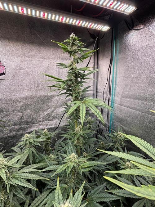 CIP KUSH. Week 9