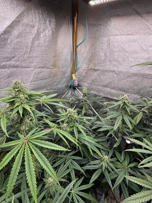 CIP KUSH. Week 9