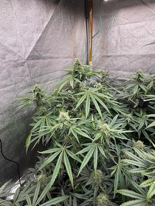 CIP KUSH. Week 9