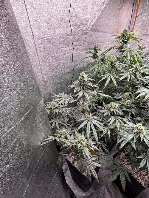 CIP KUSH. Week 9