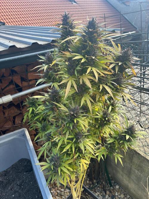 Outdoor. Week 14