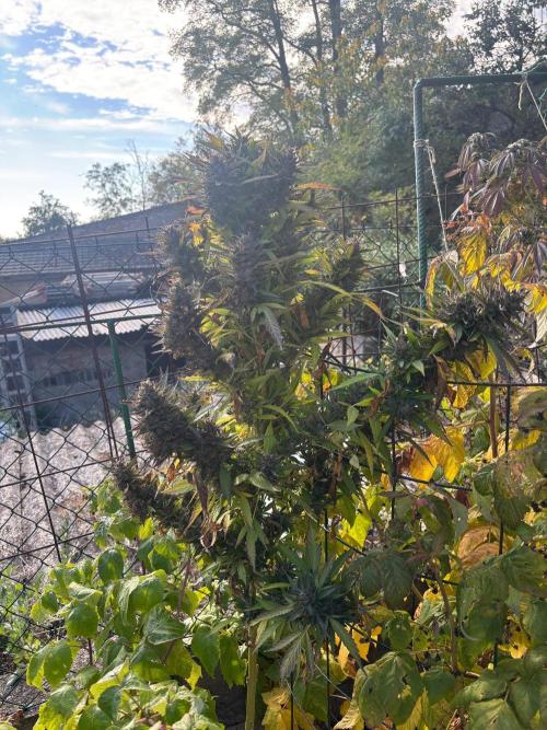 Outdoor. Week 14
