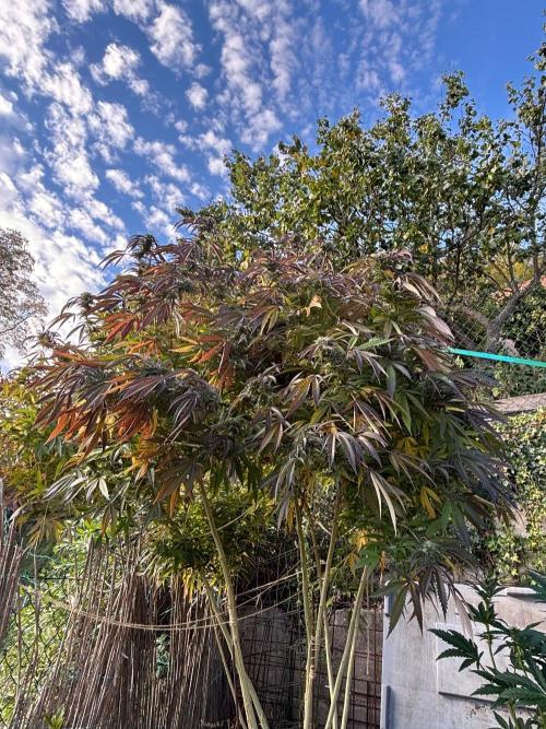Outdoor. Week 14