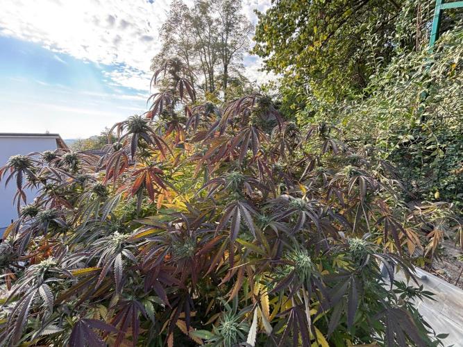 Outdoor. Week 14