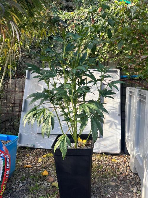 Outdoor. Week 14