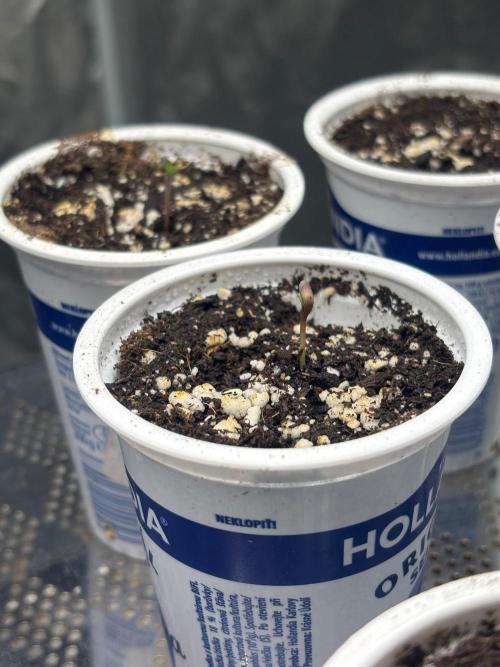 Grape Cherry - Hombre Seeds. Week 0