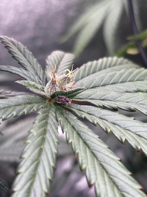 CIP KUSH. Week 10