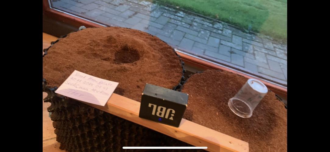 BMG Blood Moon Gelato. Week 0 - 7:47 new Moon