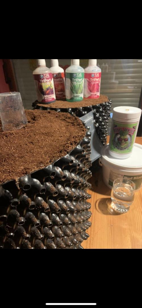 BMG Blood Moon Gelato. Week 0 - Overview + AN Hammerhead 