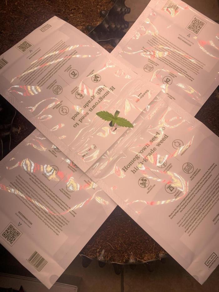 BMG Blood Moon Gelato. Week 1 - What she should fill; so she had a overview π