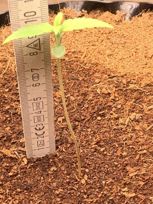 BMG Blood Moon Gelato. Week 3 - Day 16