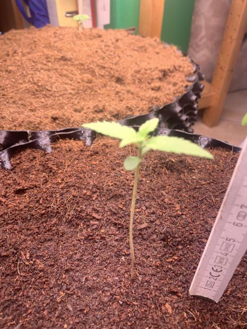 BMG Blood Moon Gelato. Week 3 - Day 17