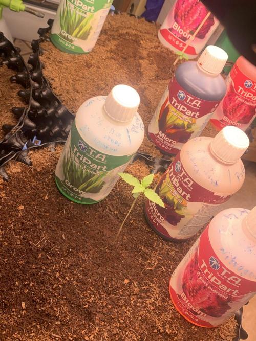 BMG Blood Moon Gelato. Week 3 - Prepare first time food end week 3, not sure how much nutrients left in coco.