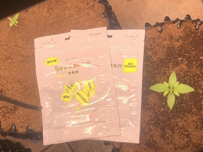 BMG Blood Moon Gelato. Week 4 - Start week 4