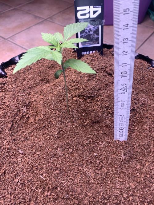 BMG Blood Moon Gelato. Week 4 - Day 25[Plant2]