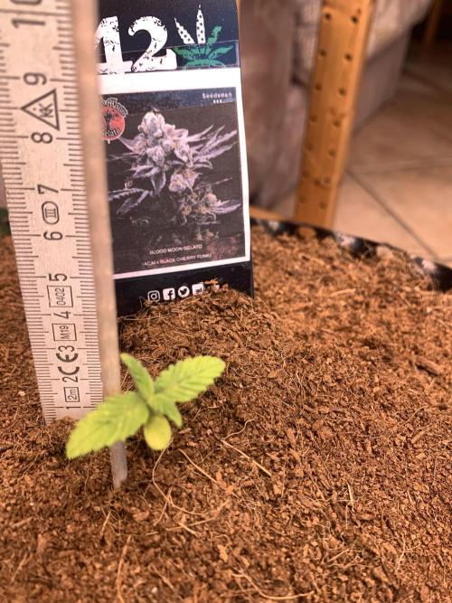 BMG Blood Moon Gelato. Week 4 - Day 25[Plant1]