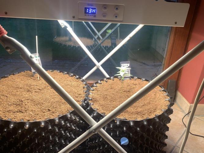 BMG Blood Moon Gelato. Week 4 - Day27 new lights 120 watt 