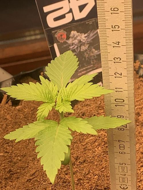 BMG Blood Moon Gelato. Week 4 - Day 28