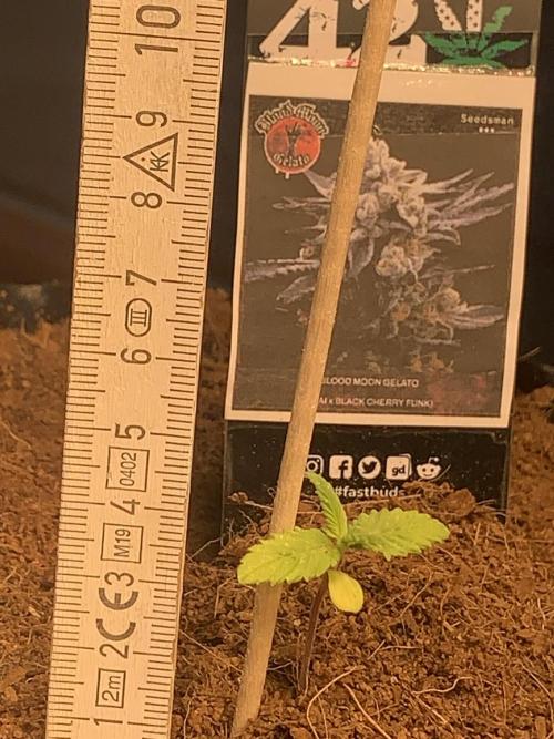 BMG Blood Moon Gelato. Week 4 - Day 28 