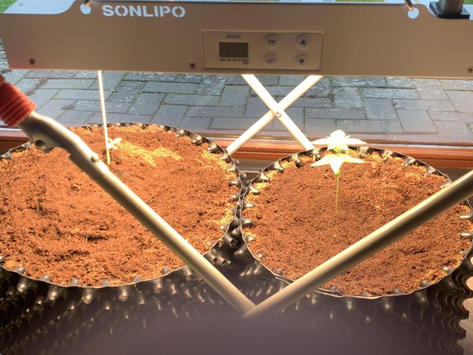 BMG Blood Moon Gelato. Week 5 - Start 🛫 week 5