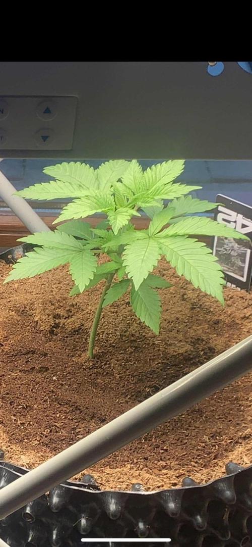 BMG Blood Moon Gelato. Week 6 - Day 37