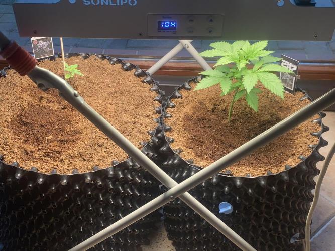 BMG Blood Moon Gelato. Week 6 - Day 37