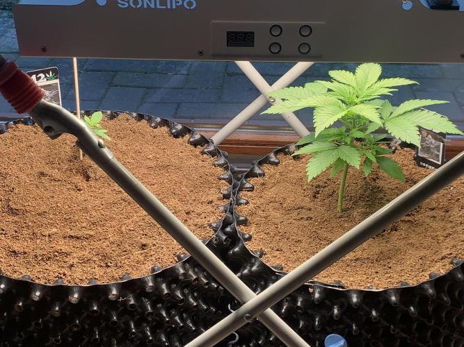 BMG Blood Moon Gelato. Week 6 - Day 38