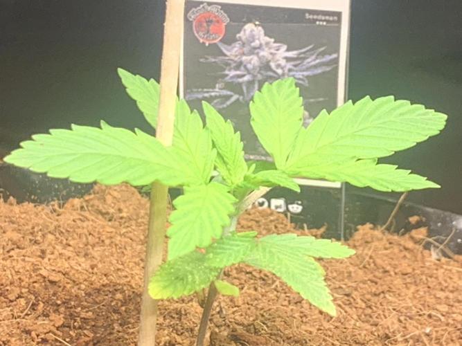 BMG Blood Moon Gelato. Week 7 - Number 1