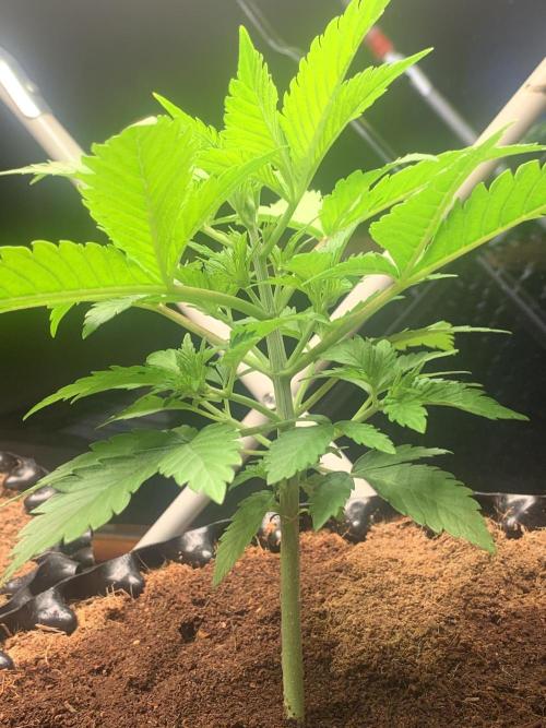 BMG Blood Moon Gelato. Week 7 - Number 2