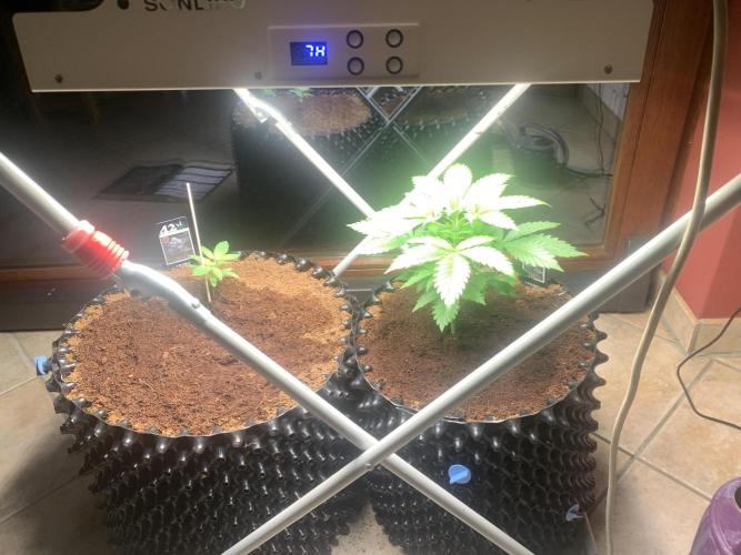 BMG Blood Moon Gelato. Week 7 - Start week 7