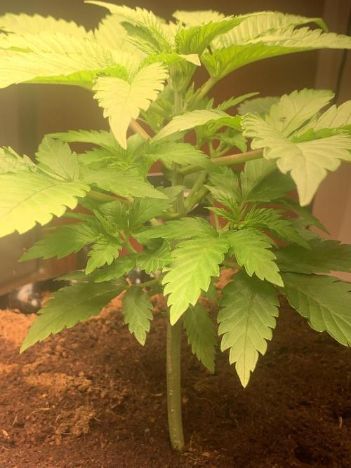 BMG Blood Moon Gelato. Week 7 - Zoom 