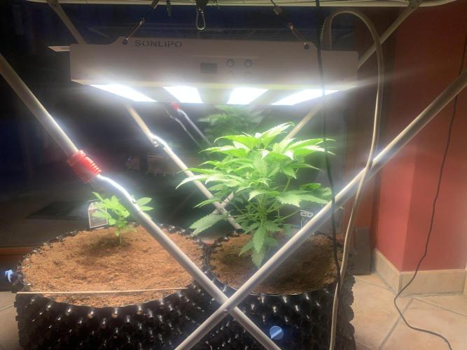 BMG Blood Moon Gelato. Week 8 - Start week 8