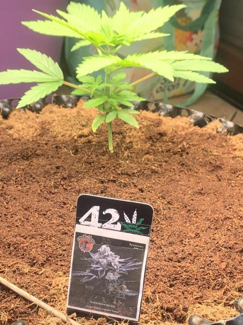 BMG Blood Moon Gelato. Week 8 - Middle week 8