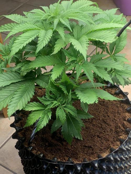 BMG Blood Moon Gelato. Week 8 - Middle week 8