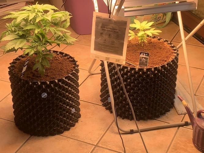 BMG Blood Moon Gelato. Week 8 - Middle week 8