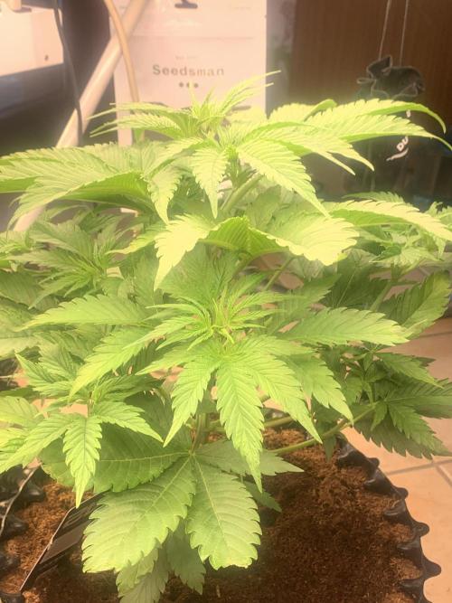 BMG Blood Moon Gelato. Week 8 - Middle week 8