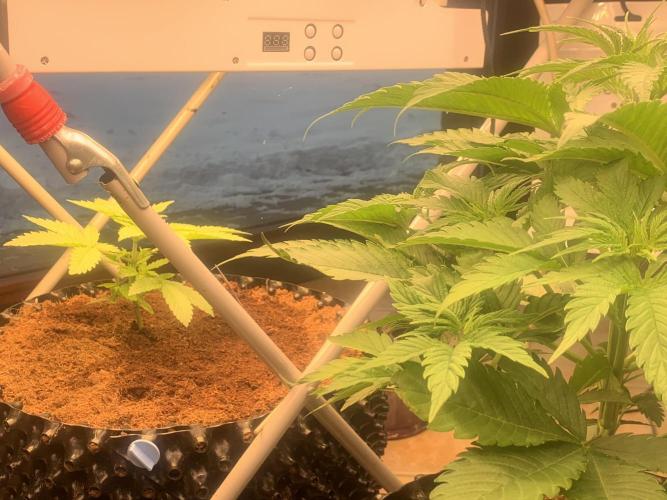 BMG Blood Moon Gelato. Week 8 - Middle week 8