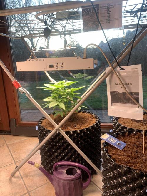 BMG Blood Moon Gelato. Week 9 - Start week 9