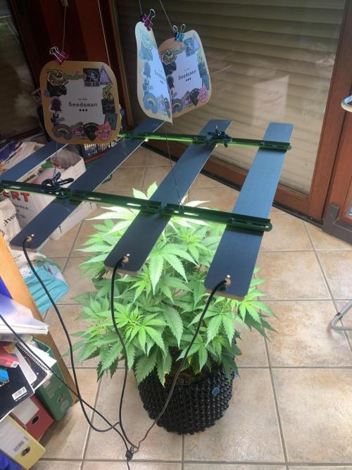 BMG Blood Moon Gelato. Week 9 - Start 