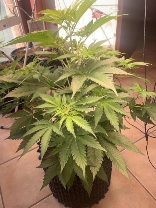 BMG Blood Moon Gelato. Week 9 - Start week 9